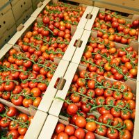 desinfeccion-con-ozono-de-hortalizas